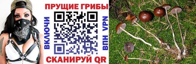 Купить закладки  Сосновоборск  Псилоцибиновые грибы прущие грибы 